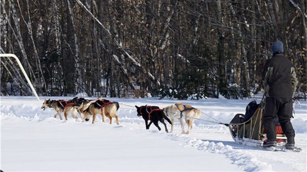 Tours de traîneau à chiens offerts gratuitement à Coteau-du-Lac ce dimanche 