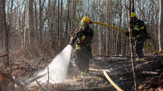 Très faible superficie de forêt brûlée cette année