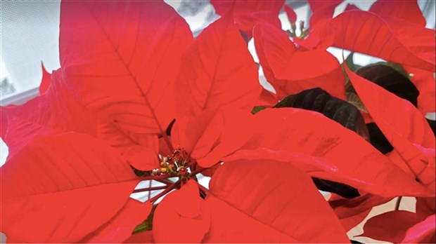 Il est encore temps de se procurer un poinsettias 