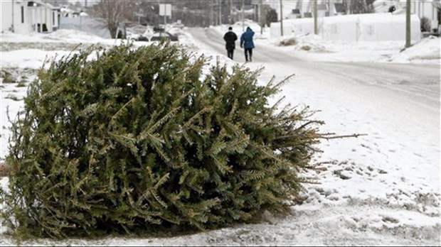 Une collecte de sapins naturels à venir en 2023 à Saint-Zotique 