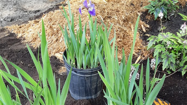 Rappel // Demain, faîtes le plein de compost, et échangez vos vivaces.