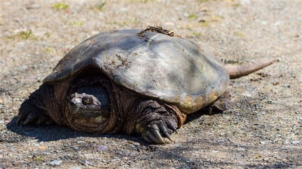 Les tortues serpentines sont en pleine période de ponte
