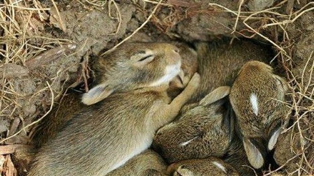 La vigilance est de mise en présence de nids d'oiseaux ou d'animaux sauvages