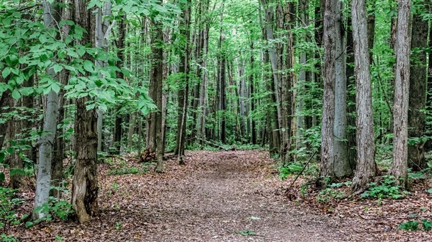 21,8 hectares seront désormais protégés au Mont Rigaud