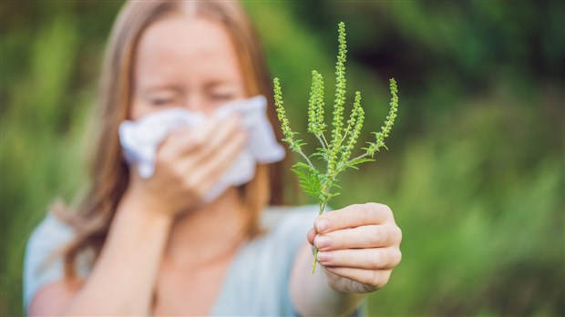 Épandage d’herbicide écologique pour lutter contre  l’herbe à poux