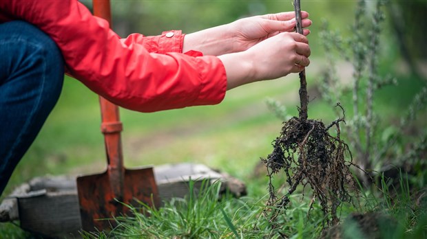 Une subvention et plein de bonnes raisons pour planter des arbres