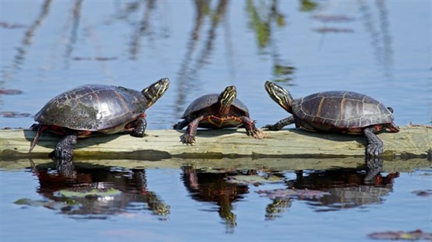 Des plateformes pour les tortues