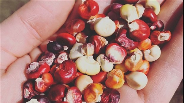 Comment récolter et conserver des semences? Un atelier gratuit à Rigaud 