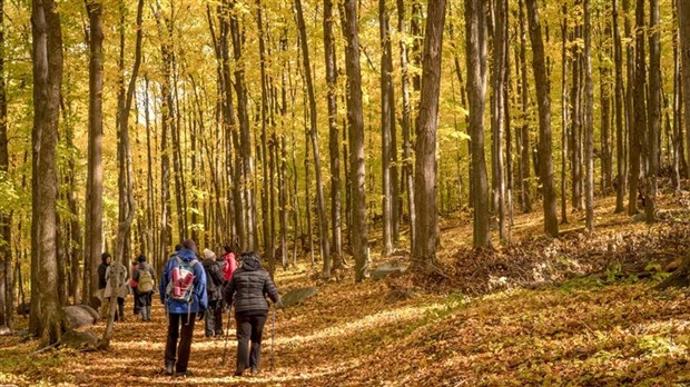 Les insectes au cœur d'une randonnée en forêt à Rigaud 