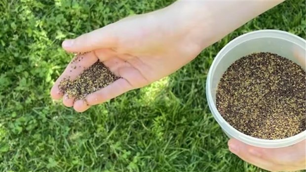 Distributions d'arbres, arbustes et semences aujourd'hui à Salaberry-de-Valleyfield 