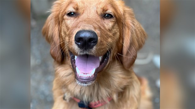 Vente de licences pour chats et chiens à Les Coteaux