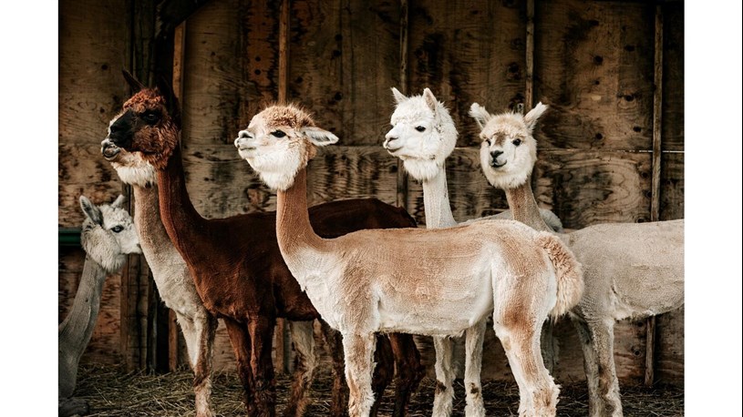 Les animaux de la ferme : un mythe soigneusement entretenu - AVF