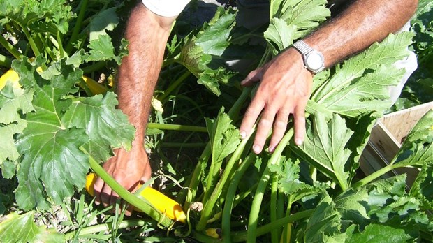 S'impliquer en échange de fruits et légumes gratuits 