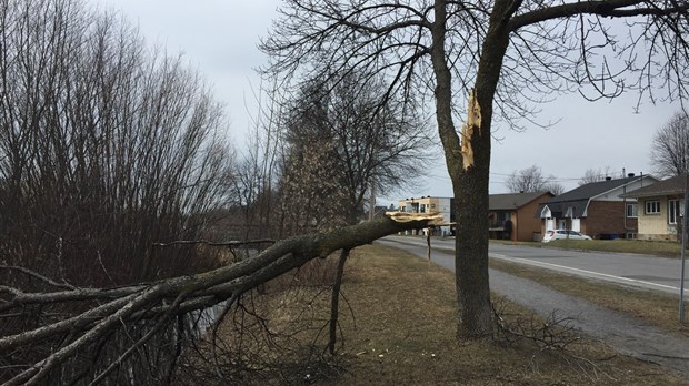 Collecte spéciale de branches à Valleyfield le 15 avril