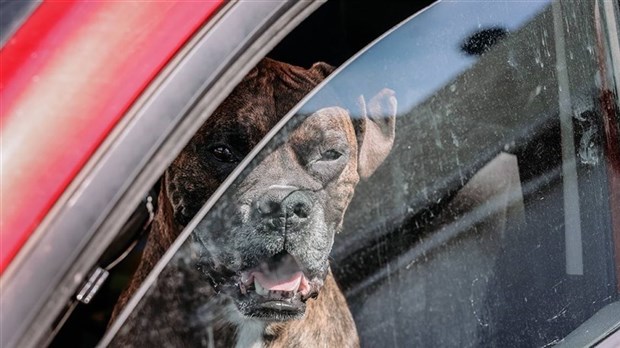 Épisode de chaleur: laissez vos chiens à la maison