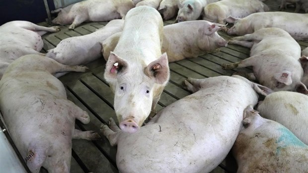 L'ARN de l'hépatite E trouvé dans des produits de foie de porc