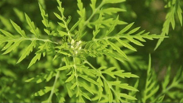 Épandage d’herbicide écologique pour lutter contre l’herbe à poux