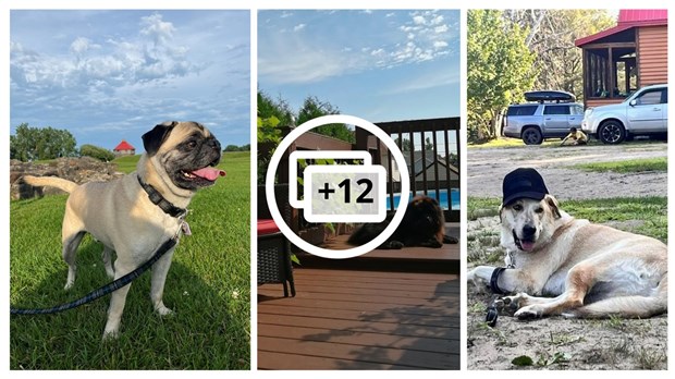 Gallery 1: Your pets on vacation