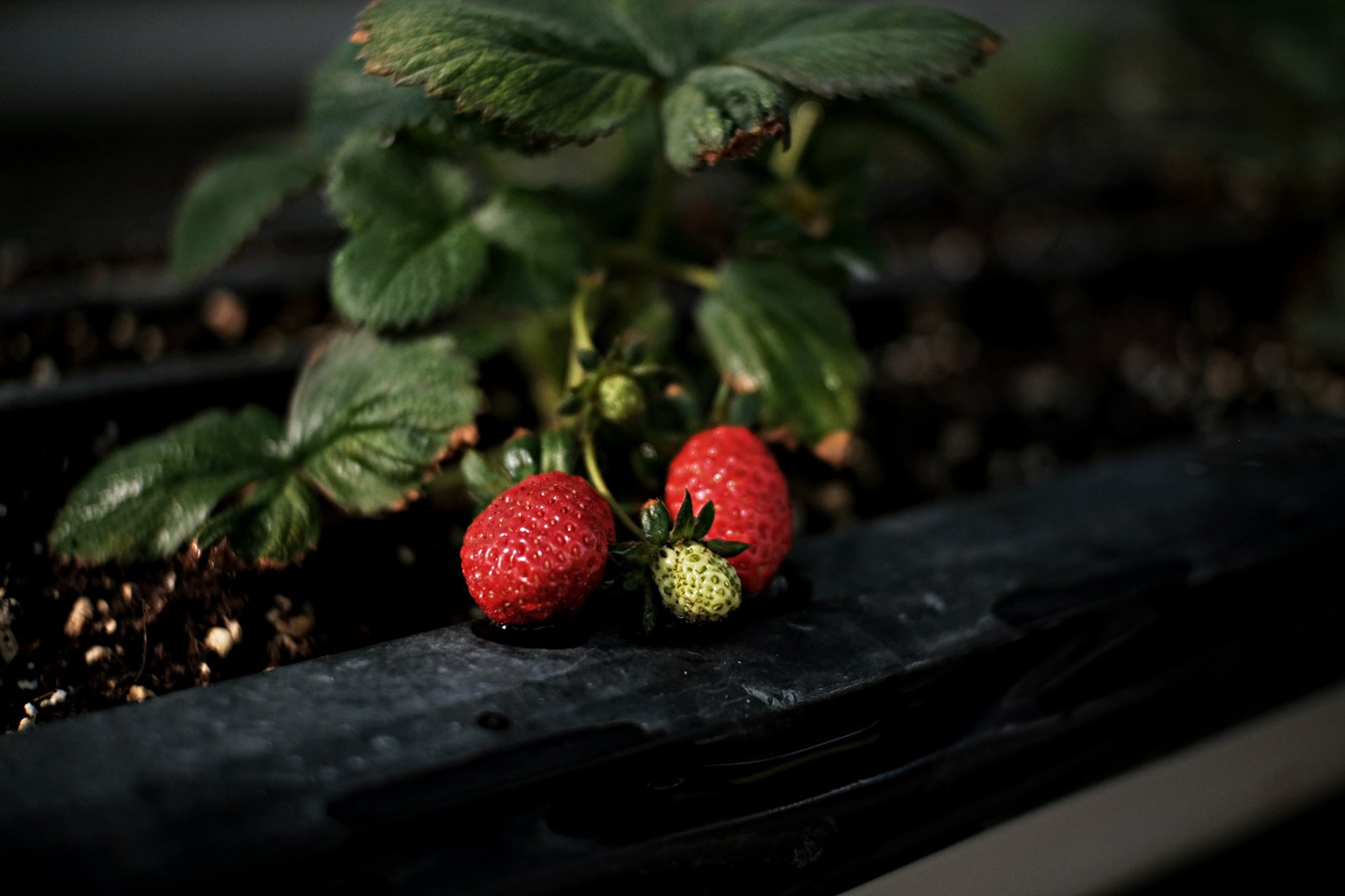 Help Pointe-Fortune realize its edible planting project