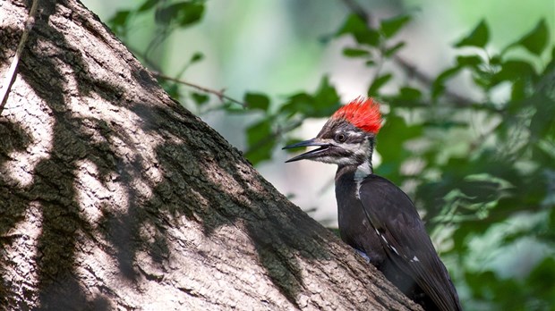 Sainte-Anne-de-Bellevue dévoile son oiseau emblématique