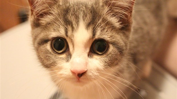 Prendre soin des chats errants en hiver : conseils des refuges de la région