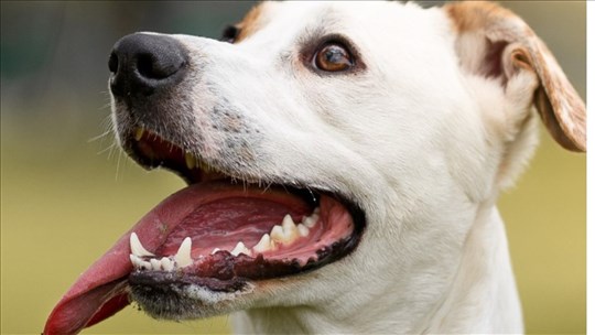 Beauharnois ferme son parc à chien en attendant une relocalisation 