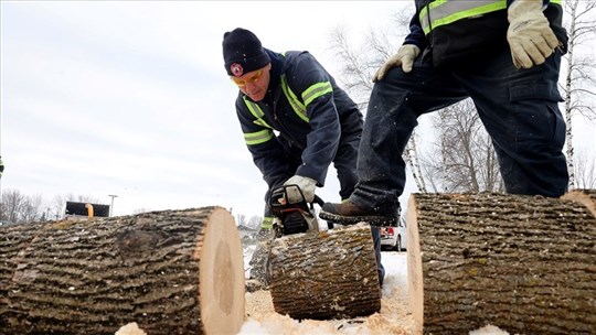 Neuf frênes abattus prochainement au centre-ville de Salaberry-de-Valleyfield 