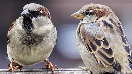 Donner une deuxième vie à son arbre de Noël pour les oiseaux