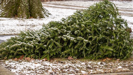 Giving a second life to your Christmas tree for the birds 