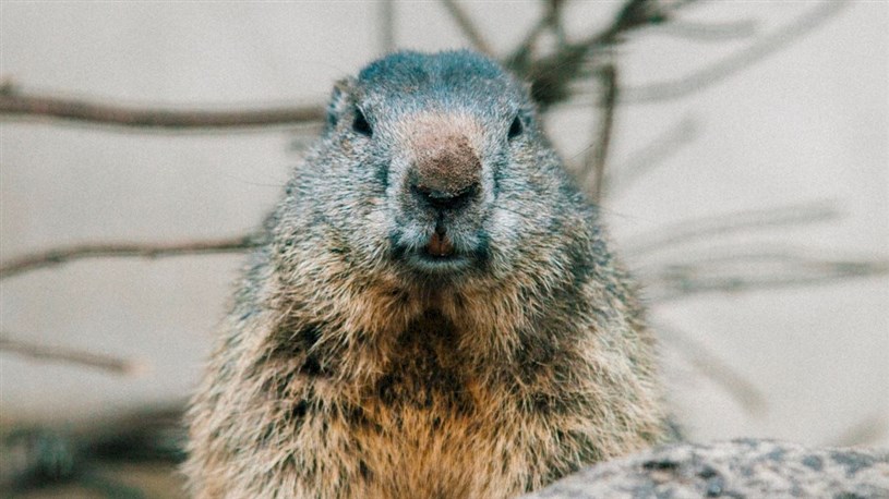 Groundhog Day: Spring is just around the corner