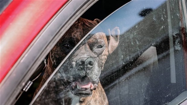 Lors des journées de grandes chaleurs, les chiens restent à la maison