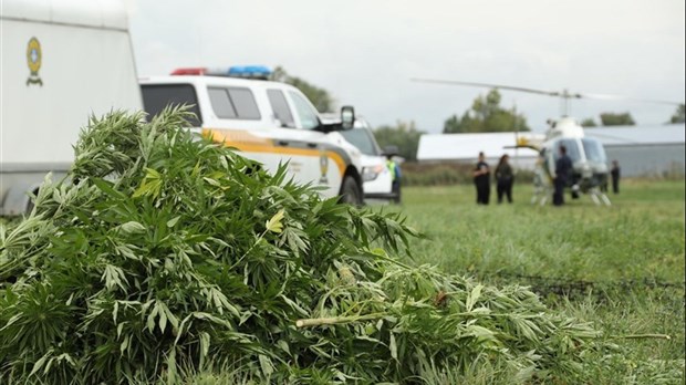 Lutte à la culture extérieure illicite de cannabis: les policiers à l'affût