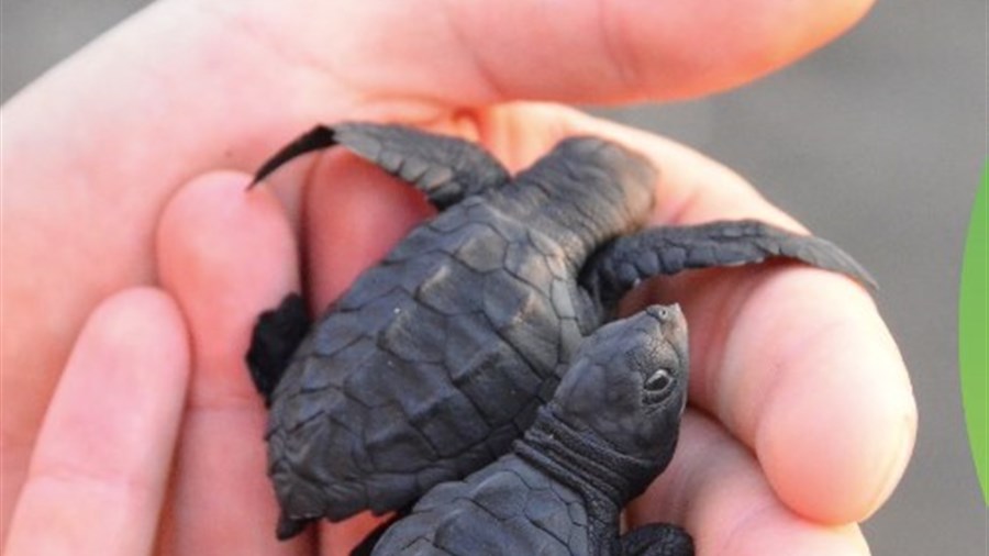 Participez à la protection des bébés tortues de Saint-Zotique 