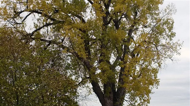 Hausse des pénalités relatives à l’abattage illégal d’arbres 