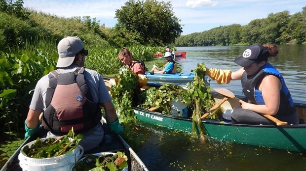 Projet d'éradication de la châtaigne d’eau à Rigaud