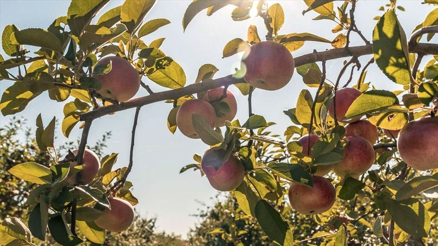 Les 5 plus beaux vergers pour cueillir vos pommes