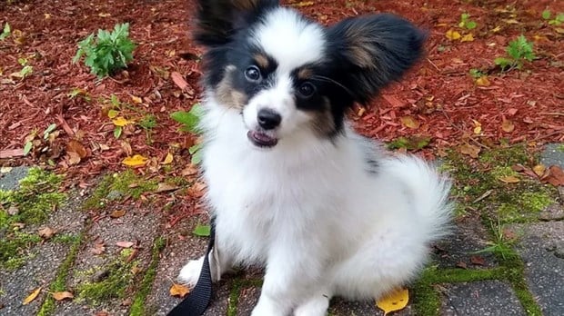 6 to 9 years: improve your reading skills with the dog Sandale and a zootherapist