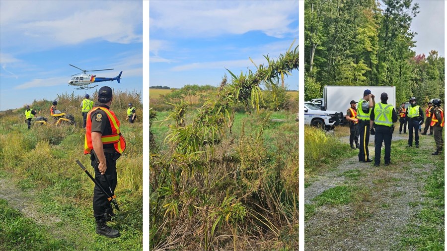 Cannabis: 1 400 plants illégaux saisis dans Vaudreuil-Soulanges 