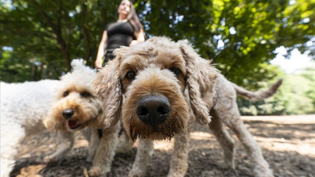 Ce qu'il faut savoir avant d'emmener un animal de compagnie en voyage