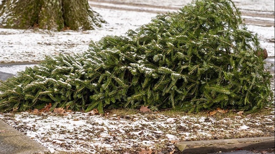 Toutes les collectes de sapin dans Vaudreuil-Soulanges