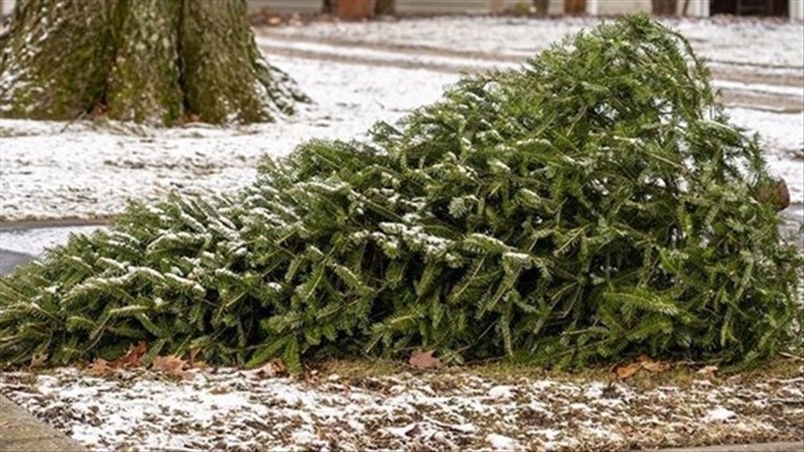 Collectes de sapin dans Vaudreuil-Soulanges