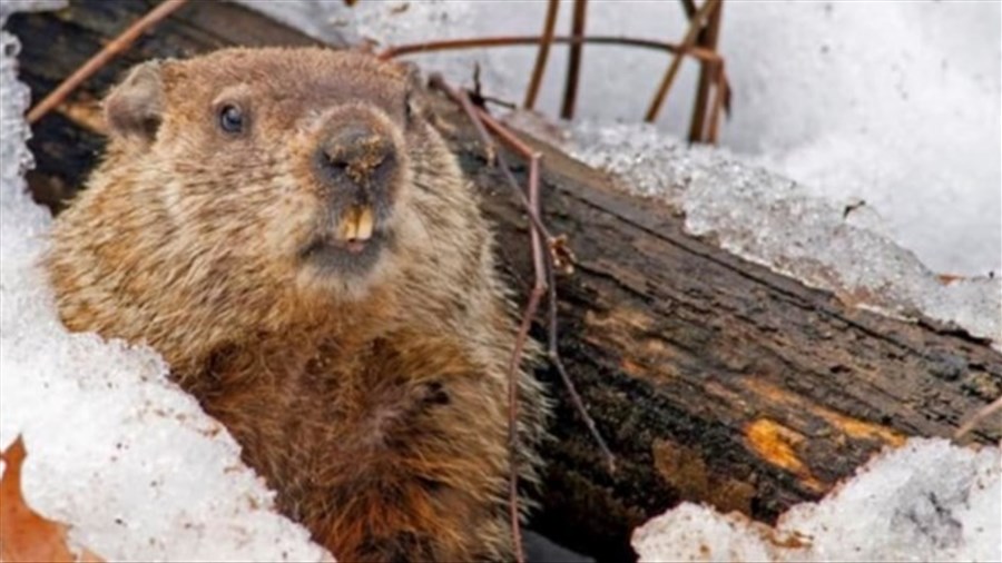 Jour de la marmotte: un hiver qui durera encore six semaines