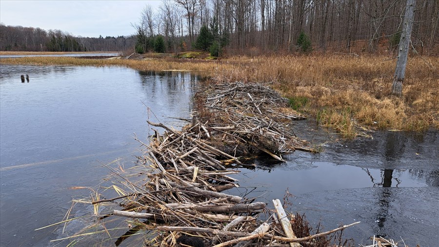 Un barrage de castors qui nécessite un suivi serré de Nature-Action Québec 