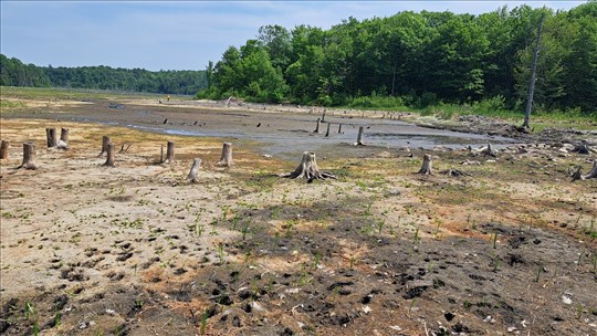 A beaver dam requiring close monitoring by Nature-Action Québec  