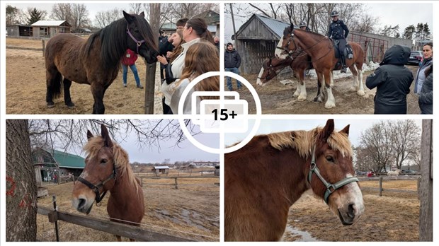A Horse Tale : offrir une retraite paisible aux chevaux en fin de carrière