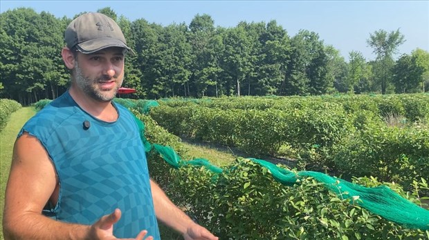 De la plantation à la récolte : le parcours de la camerise