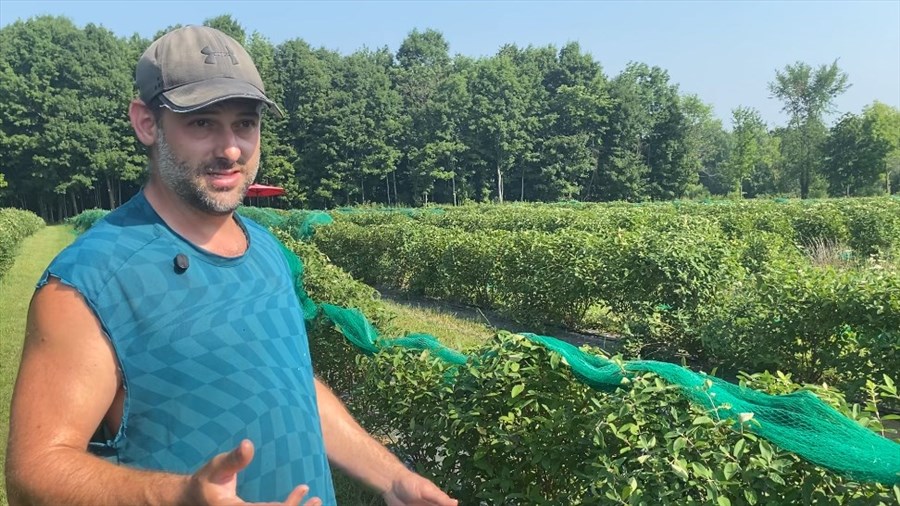 De la plantation à la récolte : le parcours de la camerise
