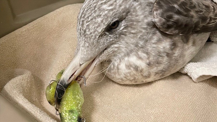 Les dangers de l’équipement de pêche pour les oiseaux