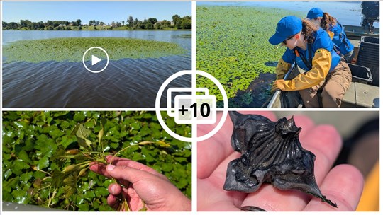 EN VIDÉO: La châtaigne d’eau dans la mire du COBAVER-VS