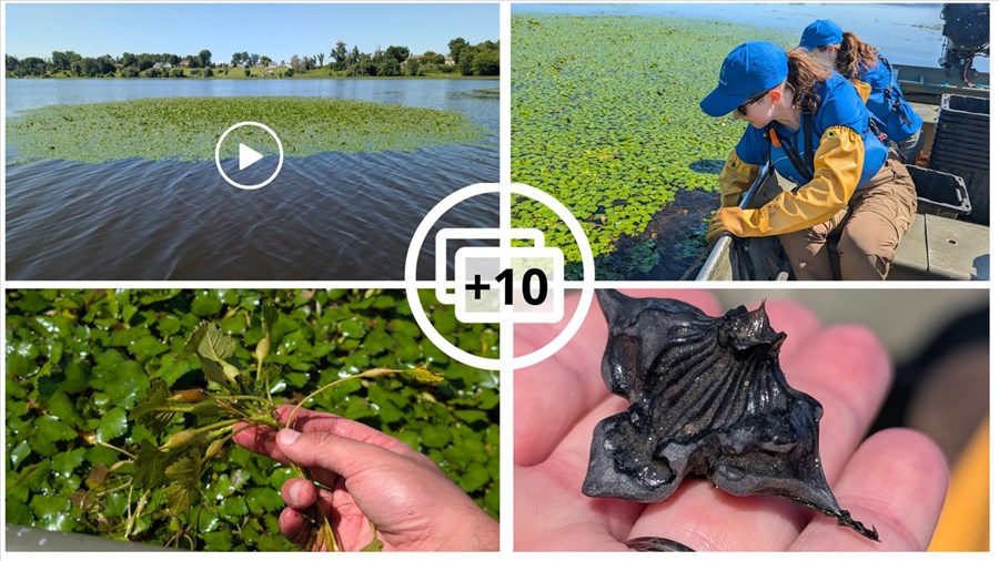 EN VIDÉO: La châtaigne d’eau dans la mire du COBAVER-VS